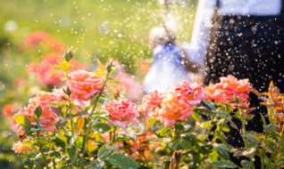 Quand arroser son jardin en été ? Le guide pratique