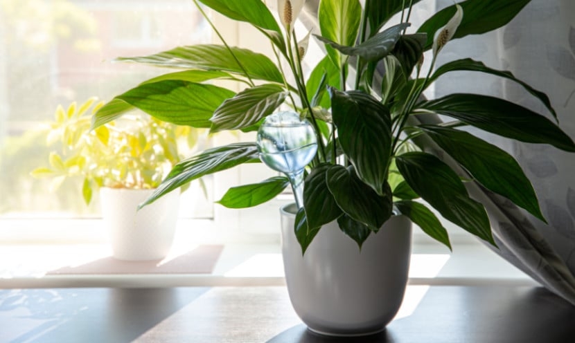 Comment arroser ses plantes pendant les vacances ?