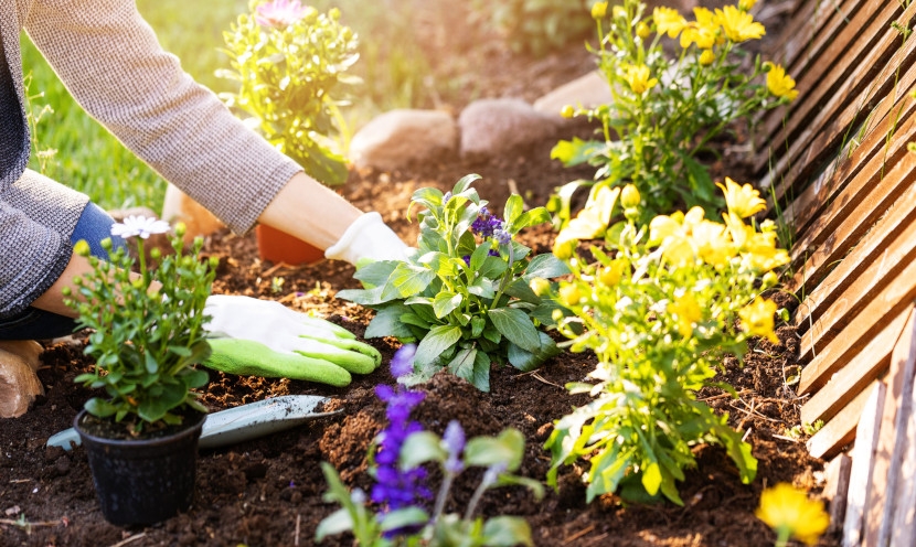 Jardinage pour débutants : par où commencer facilement ?