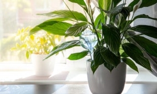 Comment arroser ses plantes pendant les vacances ?