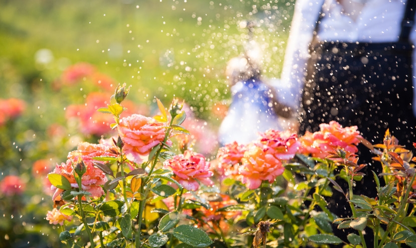 Quand arroser son jardin en été ? Le guide pratique
