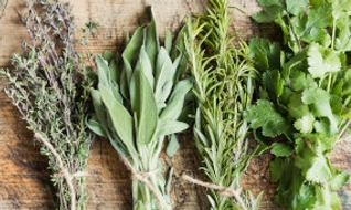Comment conserver efficacement vos herbes aromatiques ?