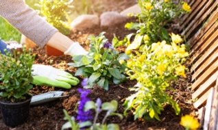 Jardinage pour débutants : par où commencer facilement ?