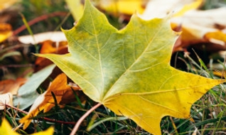 Feuilles mortes au jardin : faut-il les ramasser ou les laisser au sol ?